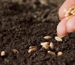 Evangelism: Abundantly Sowing the Seed (#1 in the Roadmap Series)