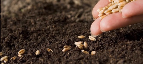 Evangelism: Abundantly Sowing the Seed (#1 in the Roadmap Series)