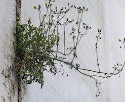 Sustainable Resilience